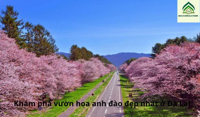 Khám phá vườn hoa anh đào đẹp nhất ở Đà Lạt