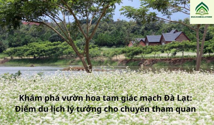 Khám phá vườn hoa tam giác mạch Đà Lạt: Điểm du lịch lý tưởng cho chuyến tham quan