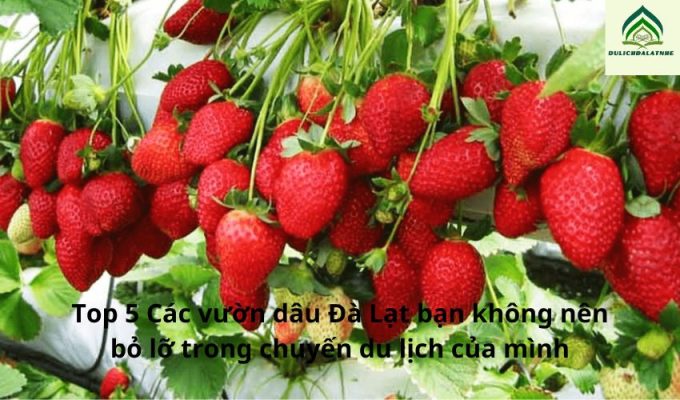 Top 5 Các vườn dâu Đà Lạt bạn không nên bỏ lỡ trong chuyến du lịch của mình